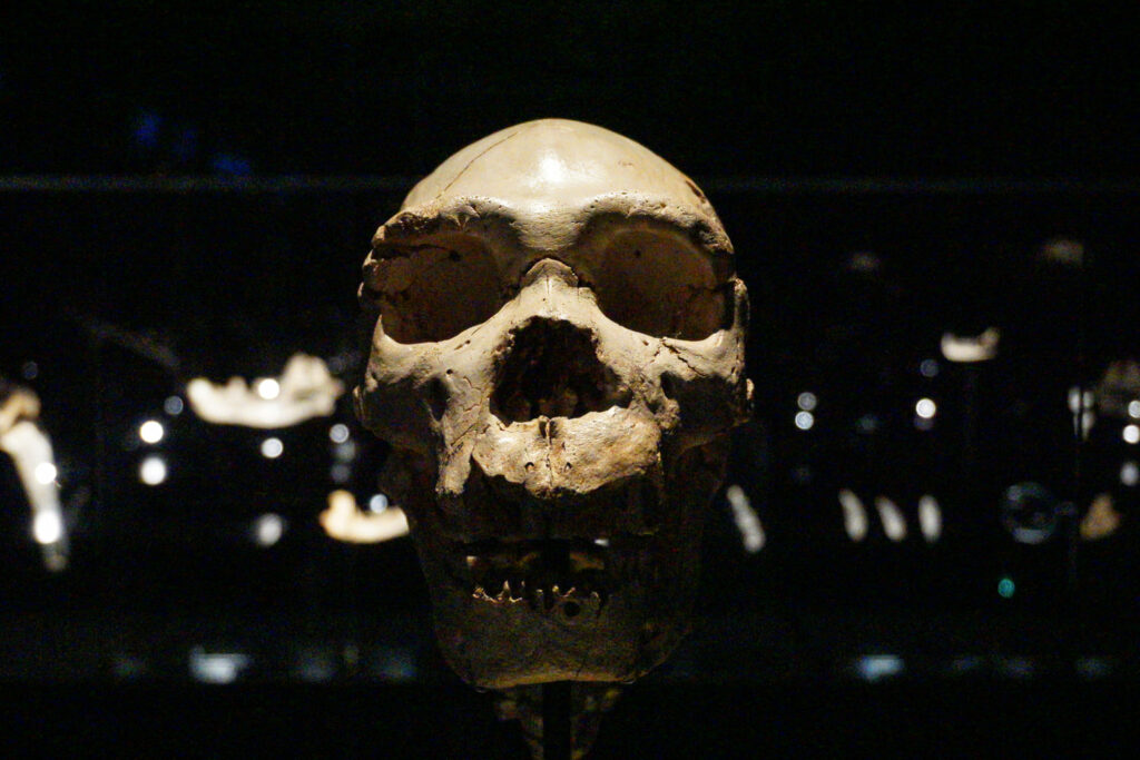 Museo dell'evoluzione umana a Burgos, sul cammino francese del cammino di santiago de compostela